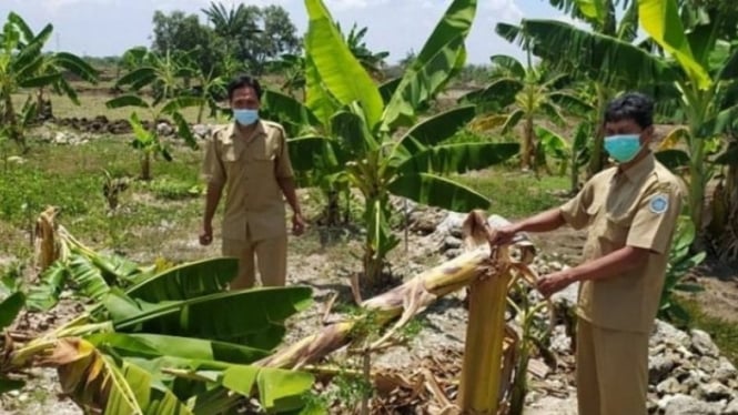 Pohon pisang yang rusak akibat bocah tiru viral salam dari Binjai.