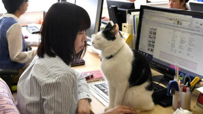 Perusahaan solusi Internet, Ferray Corporation, di Jepang mengadopsi sembilan "kucing kantor". 