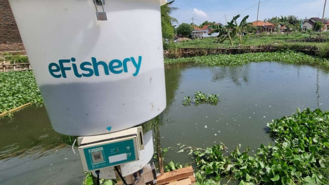 Teknologi eFishery pada pemudidaya ikan di Indonesia.