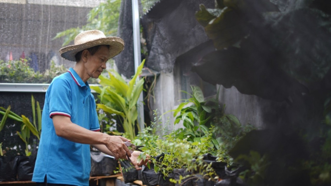 Budidaya Tanaman  Bibit Herbal Kampung di Duren Tiga Ini 