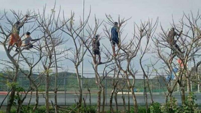 Warga panjat pohon demi nonton balapan di Sirkuit Mandalika.