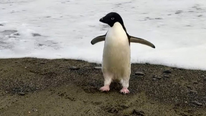 Pingu si penguin ditemukan sendirian di pantai Selandia Baru. BBC Indonesia