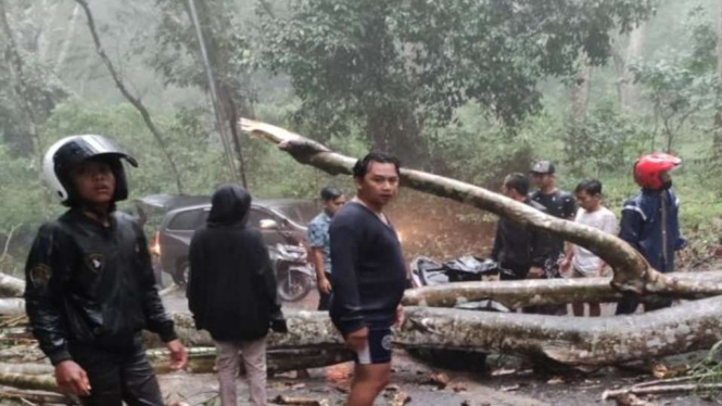 Sebuah pohon tumbang menimpa warung di areal Petirtaan Jolotundo, Trawas, Sidoarjo, Jawa Timur, hingga mengakibatkan dua orang tewas saat berada di dalam warung, Minggu sore, 14 November 2021.