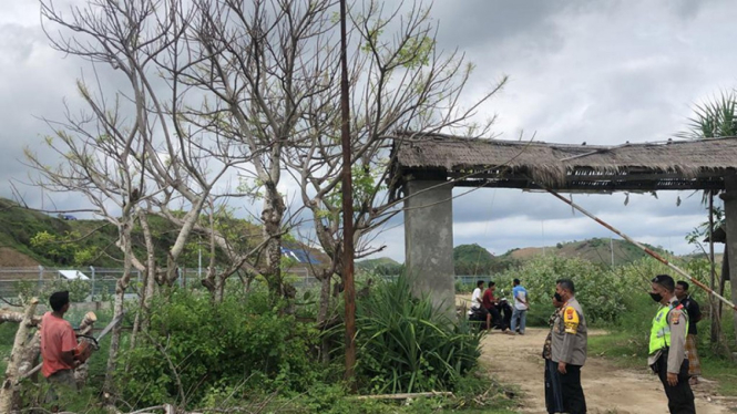 Penebangan pohon di sekitar Sirkuit Mandalika