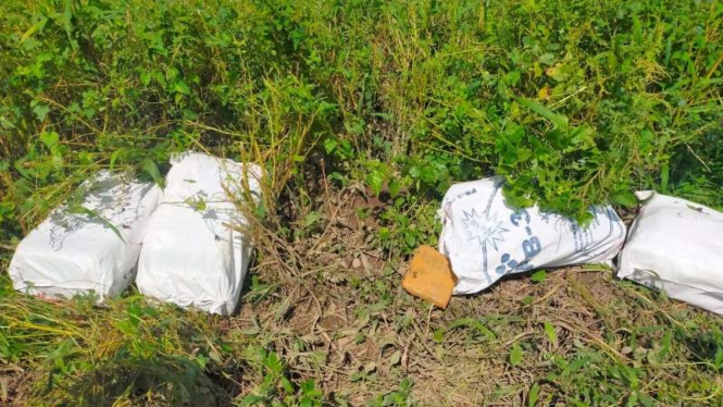 Ganja 80 kg ditemukan di tepi jalan di Jambi