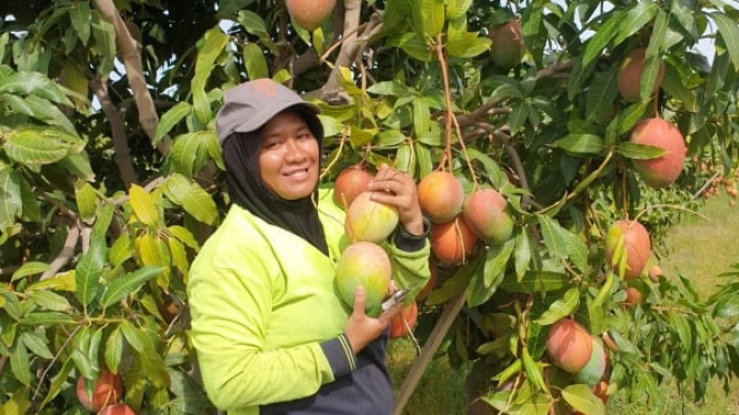 Husniati asal Mataram senang dibayar per keranjang karena sudah terbiasa bekerja sebagai pemetik buah.Â  (Supplied)