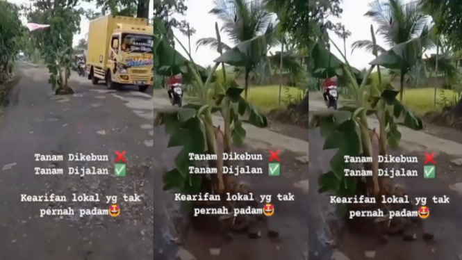 Viral Pohon Pisang Ditanam di Ruas Jalan