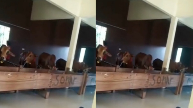 Viral Kandang Sapi Mewah Berkeramik