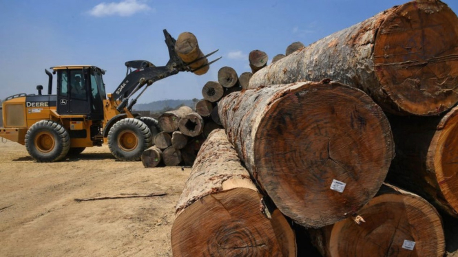 Penebangan pohon. Getty Images via BBC Indonesia