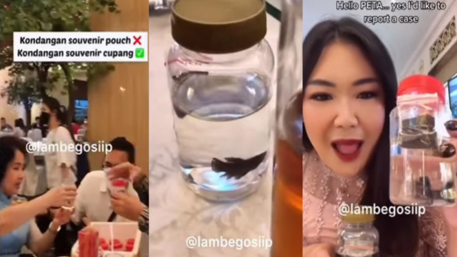 Viral, Tamu Kondangan Dapat Souvenir Ikan Cupang 