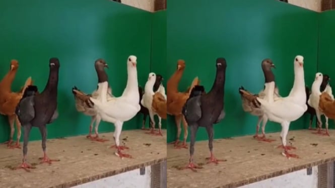  Viral Burung Merpati Berkaki Ayam