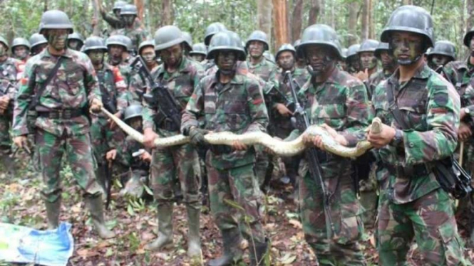 VIVA Militer: Pasukan Yonif Raider Khusus 136/Tuah Sakti menangkap ular