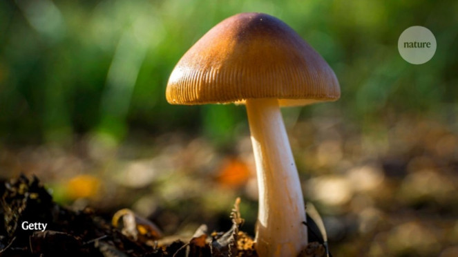 Magic mushroom.