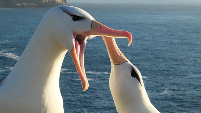 Burung Albatros. Francesco Ventura via BBC Indonesia