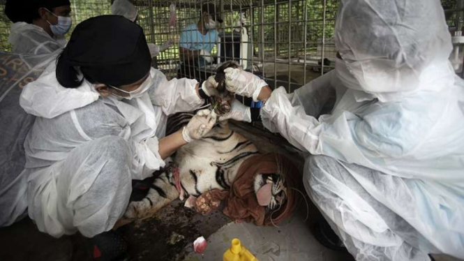 Seekor Harimau Sumatera tengah dicek kesehatannya