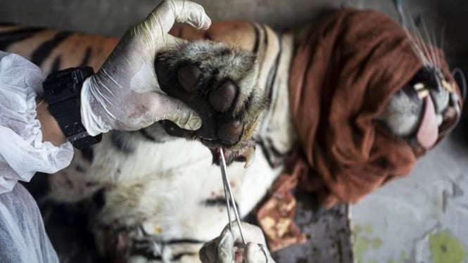 (FOTO ILUSTRASI) Seekor Harimau Sumatera tengah dicek kesehatannya
