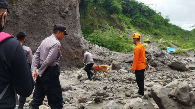 Tim SAR mencari sopir truk yang tertimpa lahar dingin Gunung Merapi.