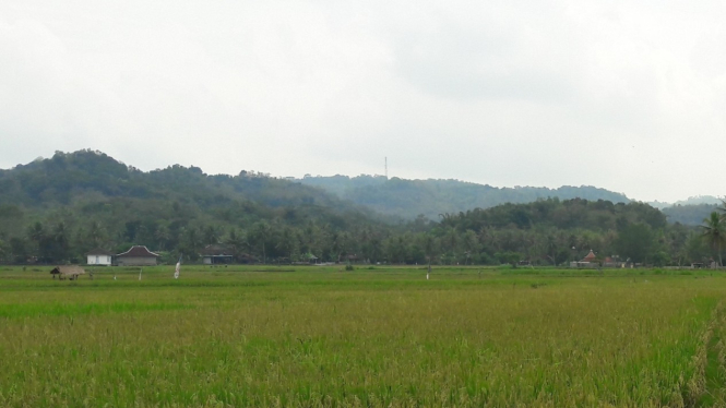 Hamparan tanaman padi siap panen di Ponjong Gunungkidul