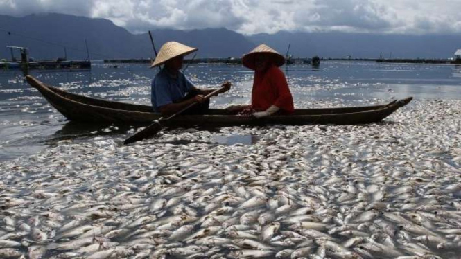 Ilustrasi - Nelayan melintas di dekat ribuan ikan keramba jaring apung yang mati di Danau Maninjau, Kabupaten Agam, Sumatera Barat, Kamis, 29 April 2021.