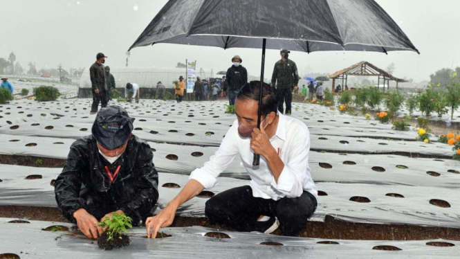 Presiden Jokowi Meninjau Food Estate di Kabupaten Wonosobo Jateng
