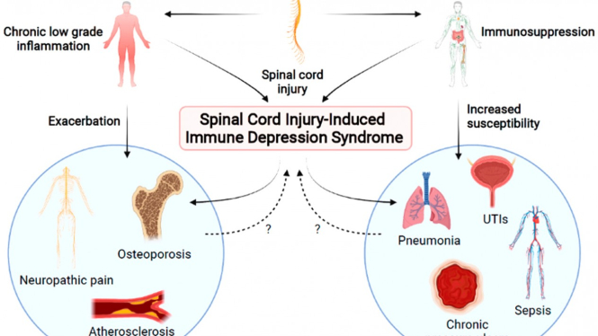 Spinal cord injury