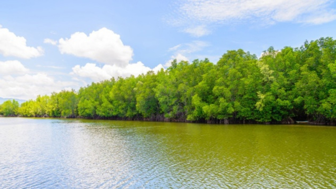 Mangrove/hutan mangrove/bakau/hutan bakau.
