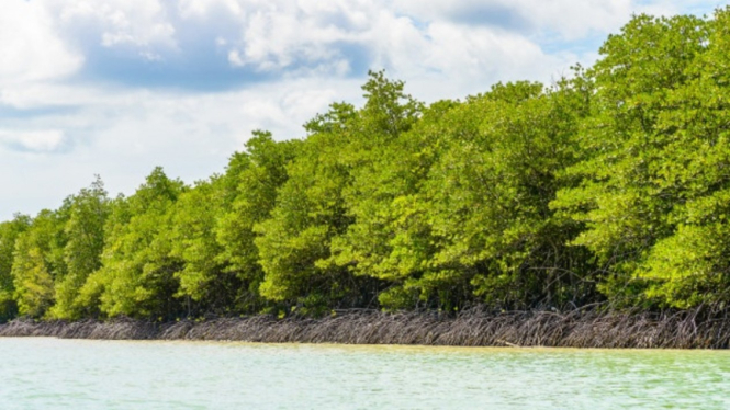 Mangrove/hutan mangrove/bakau/hutan bakau.