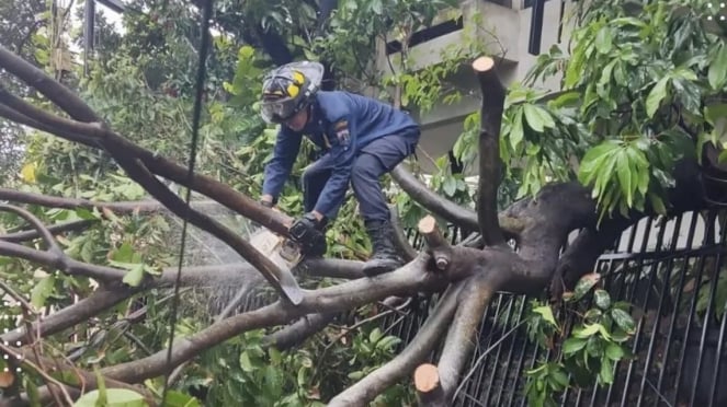 Penanganan Pohon Tumbang di Jakarta Barat.