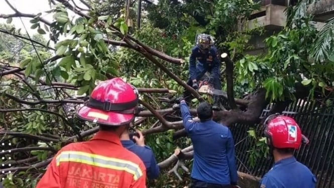 Pohon tumbang di Jakarta Barat.