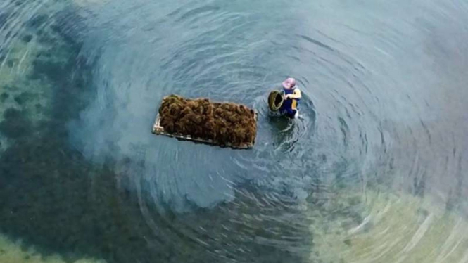 Petani rumput laut di Sidoarjo.