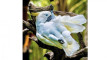 Photo Mini 2