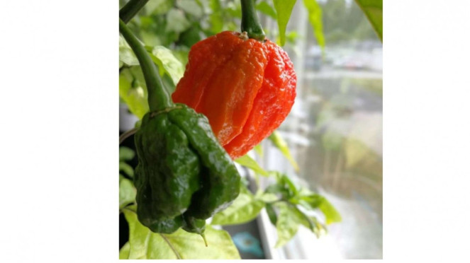 Carolina Reaper
