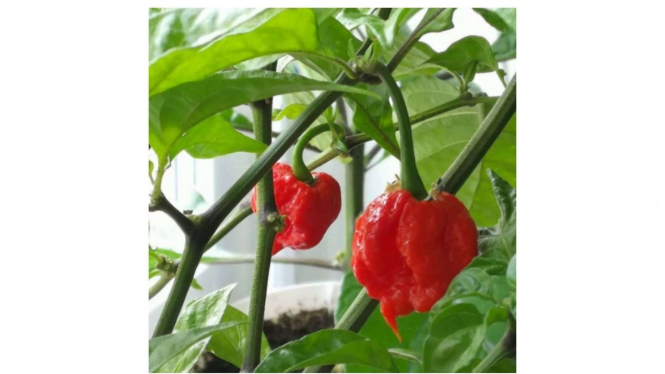 Carolina Reaper