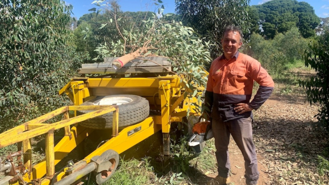 Dr Fabiano Ximenes saat sedang memanen pohon yang akan dikembangkan potensinya sebagai bioenergi. (ABC Riverina: Olivia Calver)