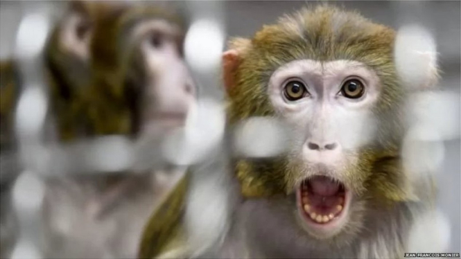 Monyet. Getty Images via BBC Indonesia