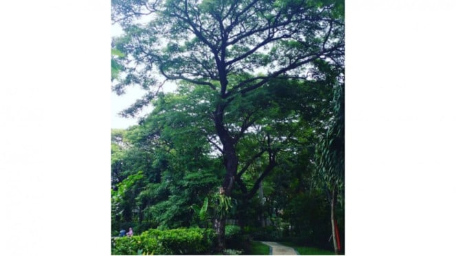 Kebun Bibit Wonorejo