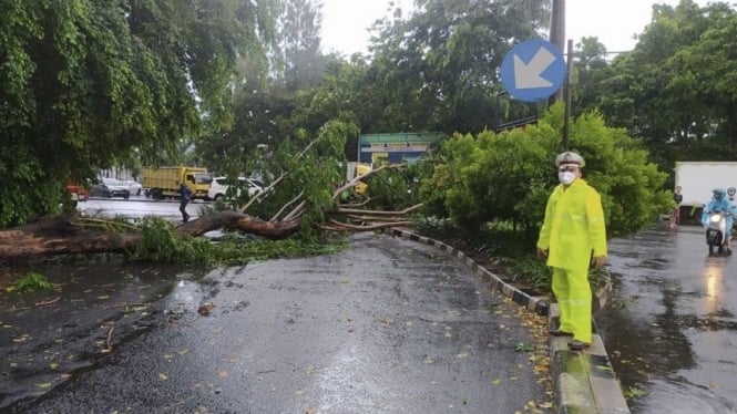 Pohon tumbang di Jakarta Barat