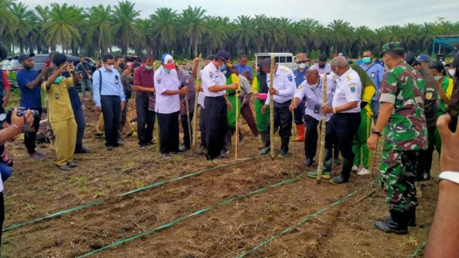 Penanaman jagung di bekas lahan sawit di Papua Barat