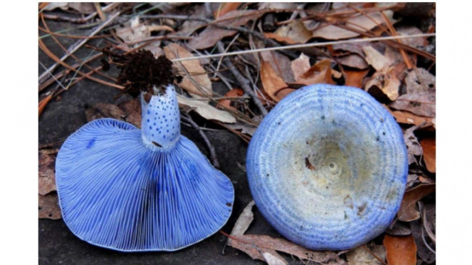 Jamur Indigo Milk Cap