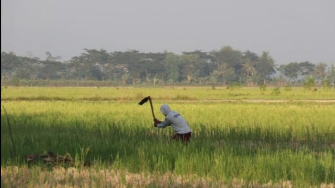 Imagem de um agricultor. Fonte: unsplash.com