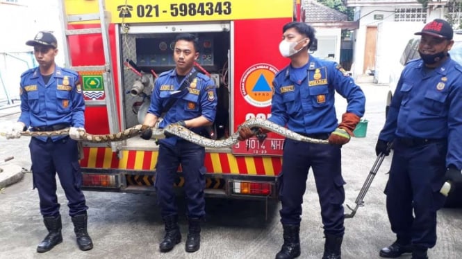 Petugas evakuasi ular Sanca dari kabel listrik di Curug, Tangerang.