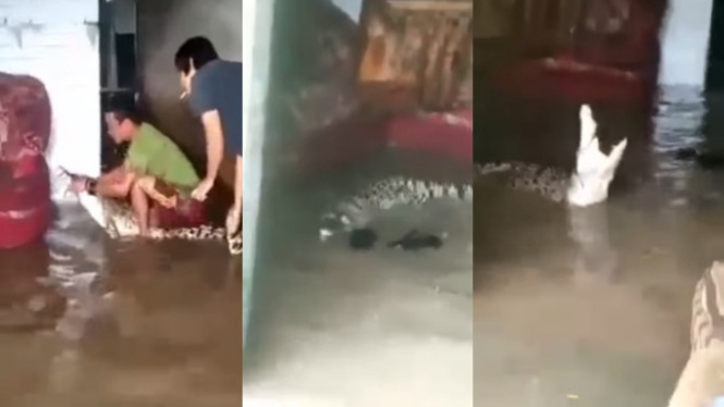 Viral Penangkapan Buaya di Rumah Warga 