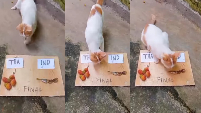 Viral Kucing Prediksi Indonesia Menang atas Thailand Bikin Ngakak 