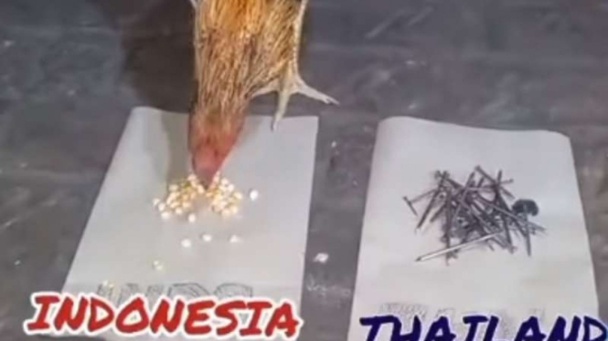 Ayam prediksi Indonesia kalahkan Thailand