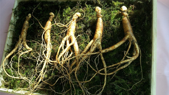 Ilustrasi ginseng.