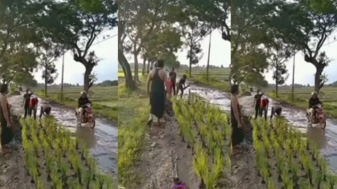 Viral Warga Tanam Padi di Jalan yang Rusak