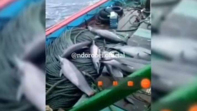 Tangkap layar video penangkapan lumba-lumba di atas geladak salah satu kapal nelayan di perairan Pacitan.