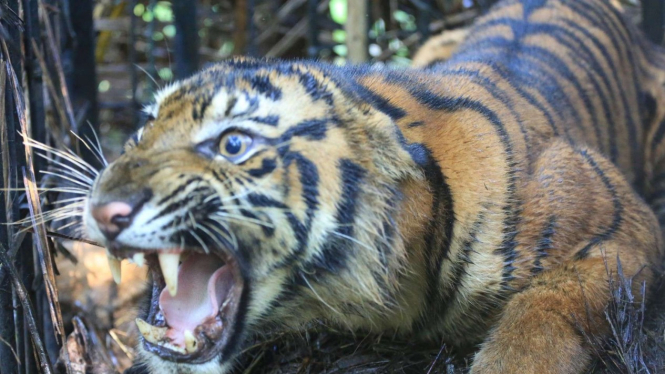 BKSDA Sumatra Barat resor Agam berhasil menyelamatkan seekor Harimau Sumatera.