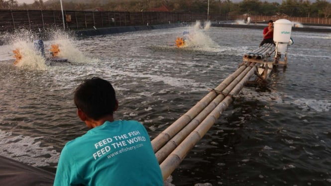 Budidaya Ikan dan Udang dengan teknologi eFishery.