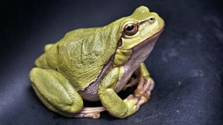 Daur Hidup Katak, Mulai dari Telur, Kecebong hingga Katak Dewasa